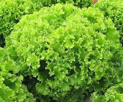 ALFACE CRESPA MENEGHINI UN