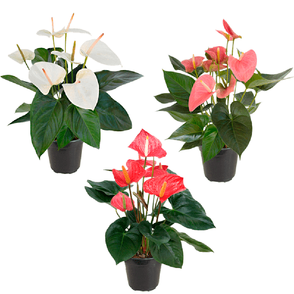 ANTHURIUM VARIADO P15 UND