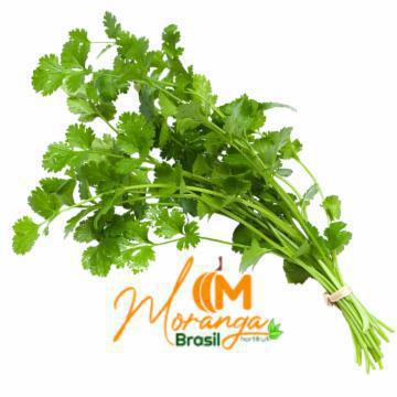 COENTRO MENEGHINI UND