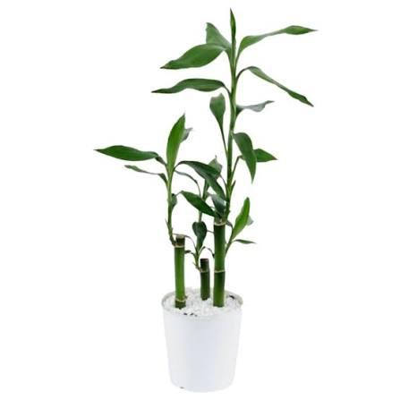DRACENA LUCKY BAMBOO P06 UND