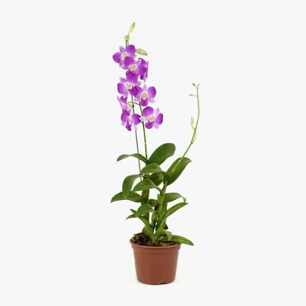 ORQUIDEA DENPHALAEN P15 UND
