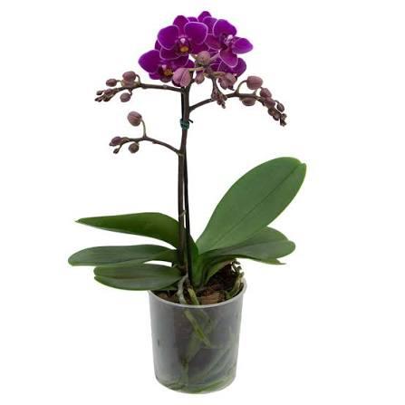 PHALAENOPSIS MINI P09 UND