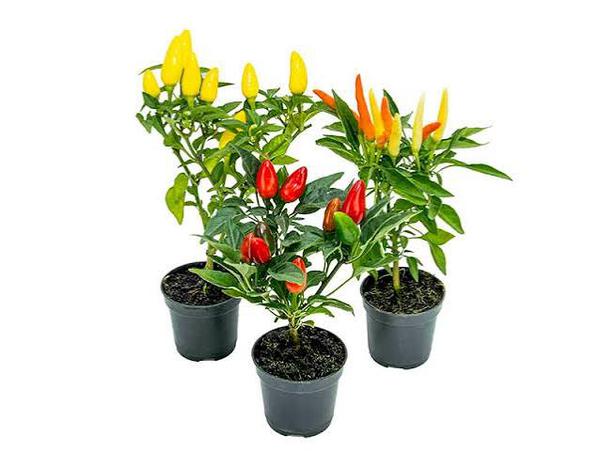 PIMENTA P06 UND