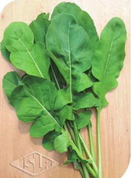 RÚCULA MENEGHINI UN