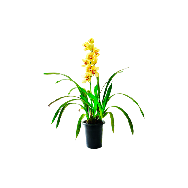 REFRI PEPSI COLA 350ML