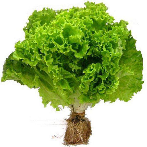 Alface Hidroponica