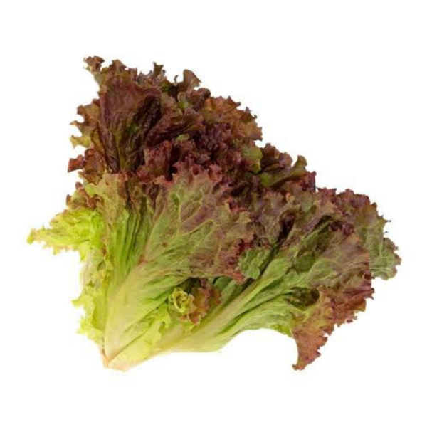 ALFACE CRESPA ROXA ARATUBA VERDE UN