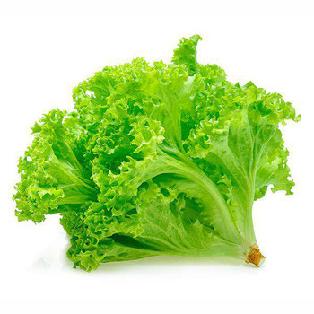 ALFACE CRESPA VERDE ARATUBA VERDE UN