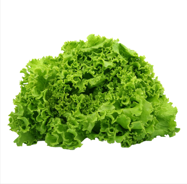 ALFACE CRESPA VERDE HIDROP ARATUBA UN