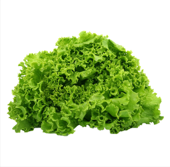 ALFACE CRESPA VERDE HIDROP ARATUBA UN