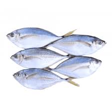 PEIXE PALOMBETA KG