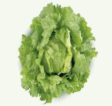 ALFACE AMERICANA CAMPO OURO VERD UND