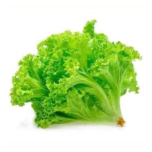 ALFACE CRESPA CAMPO OURO VERD UND