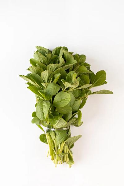 BOLDO CAMPO OURO VERD UND