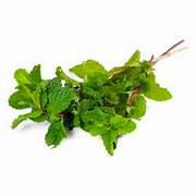 HORTELA CAMPO OURO VERD UND