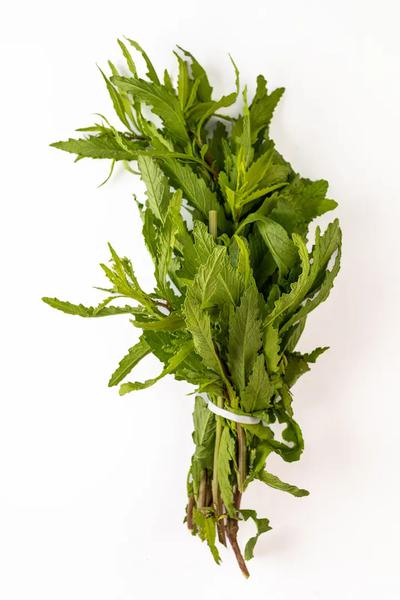 MASTRUZ CAMPO OURO VERD UND