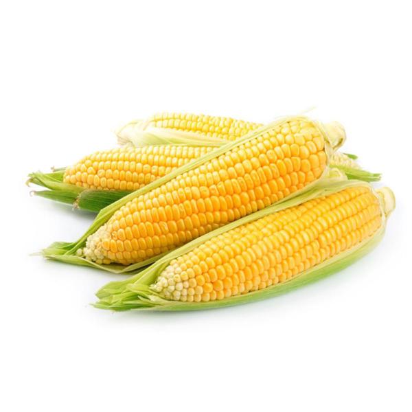 MILHO VERDE ESPIGA UND