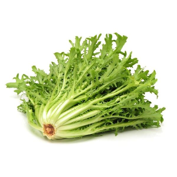 CHICORIA  KG