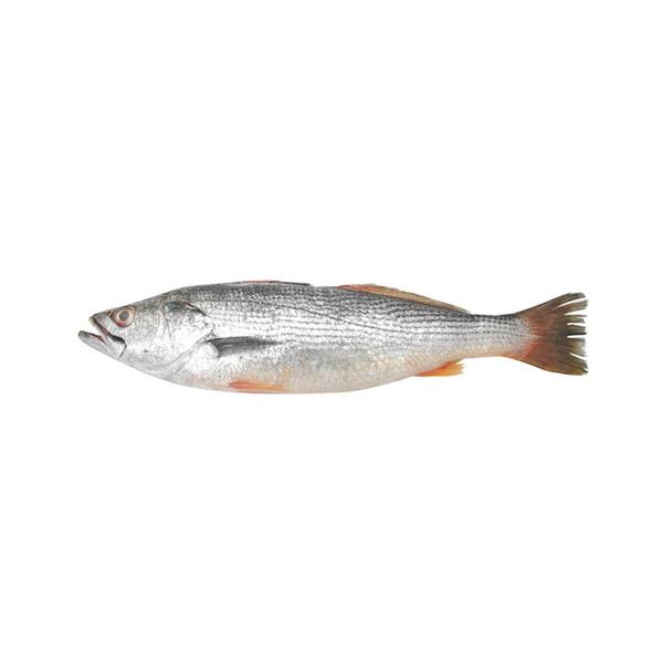 Peixe Boca Mole Kg