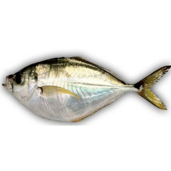 Peixe Palombeta Kg
