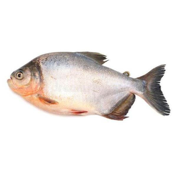 Peixe Tambaqui Int Kg