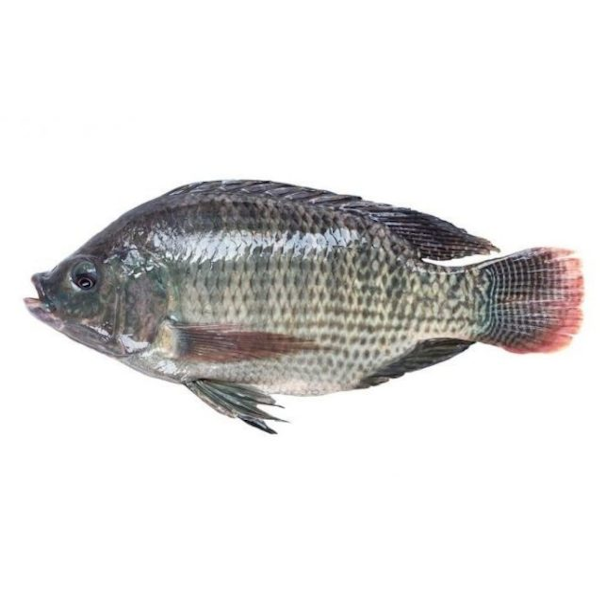 Peixe Tilapia Int Kg