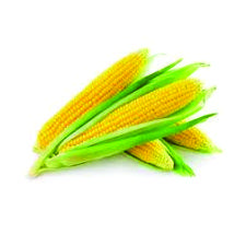 MILHO VERDE ESPIGA UN