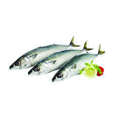 PEIXE CAVALINHA KG